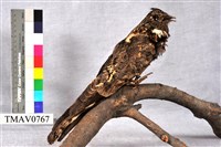 藏品(臺灣夜鷹)的圖片